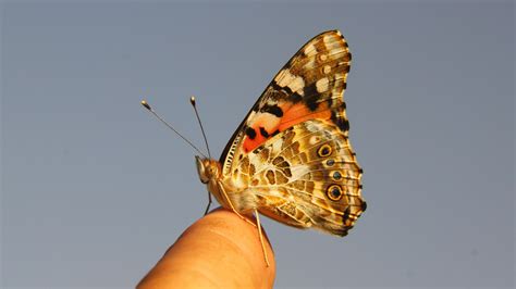 monique pornhub|Scientists Find First Evidence That Butterflies Crossed an Ocean.